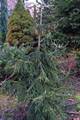 Picea orientalis Aureospicata IMG_8414 Świerk kaukaski